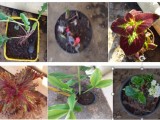 FLOWERING PLANTS AND OTHER PLANTS FOR SALE
