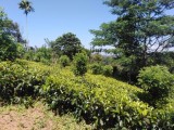 Land at Yahalathanna ,Kandy