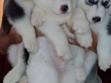 Available husky puppies for adoption