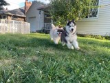 Male and female husky puppies for adoption