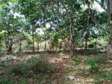 Teak land code 3468B for sale Anurdhapura
