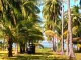 Coconut land for sale in Mundalama