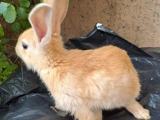 Cute rabbits for sale