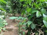 Agricultural land for sale in Horana