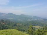 12 acres of a beautiful tea land for sale