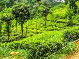 30 acres tea land with bungalow for sale