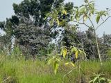 Execellent Land in Ambewela for Immediate Sale | අඹේවෙල අගනා ඉඩම වහාම විකිණීමට