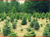 CHRISTMAS TREES (CYPRUS) 2 FT FOR SALE - ONLINE ORDER DELIVERY TO DOORSTEP