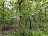 Wennappuwa - Sale of a valuable land with a coconut plantation and a house