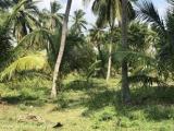 Coconut land for Sale in Pannala, Yakwila