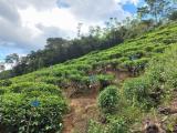 Code 3688 Tea estate for sale Ratnapura district