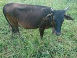 COW  FOR SALE
